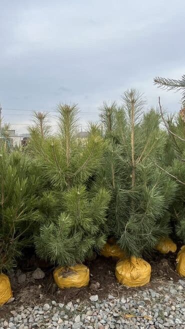 пластиковые контейнеры с крышкой купить бишкек: Саженцы деревьев: Сосны — 4