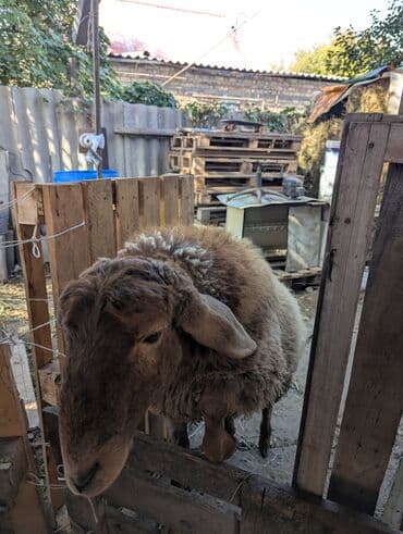 куда отдать собаку бишкек: Продаю | Овца (самка) | Арашан | Для разведения | Племенные — 7