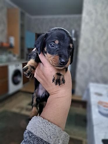 собаки таксы: Щенки таксы ищут любящих хозяев, гладкошерстные, окрас черно-подпалый — 2