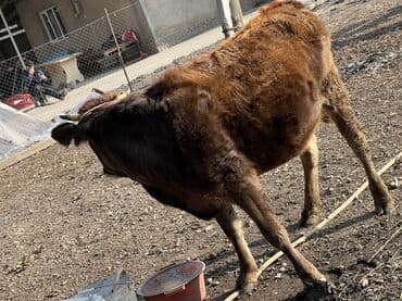 корм для домашних животных: Продаю | Тёлка | Полукровка | Для разведения | Отела не было — 5