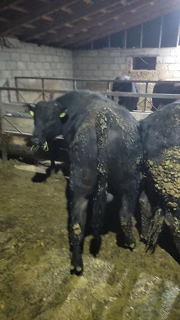 уйлар букалар: Сатам | Бука (эркек) | Бордоп семиртүү үчүн — 9