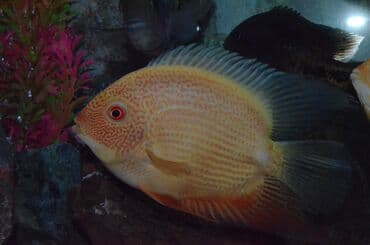 корм форели: Северум Голд (размер 6-8 см). Рыбки спокойные, плавают медленно — 5