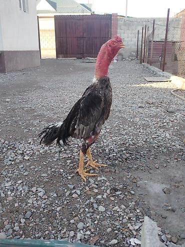 талас ат: Продаю | Куры — 5