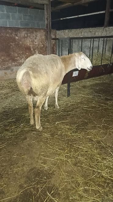 Лошади, кони: Продаю | Овца (самка) | Арашан | Для разведения | Котные, Матка — 1