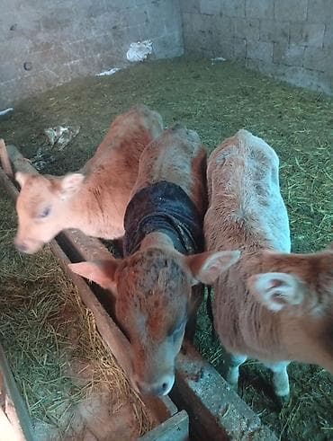 Рыба: Продаю | Музоо, торпок | Полукровка | На откорм | Искусственник — 1