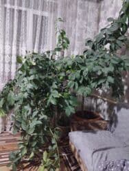 купить дерево лимона с плодами: Продаётся лимон — 2