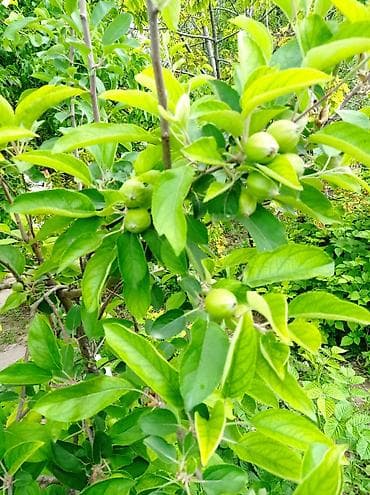 барачные квартиры на продажу: Дом с внутренним двором и террасой/верандой. - Одноэтажный жилой дом — 6