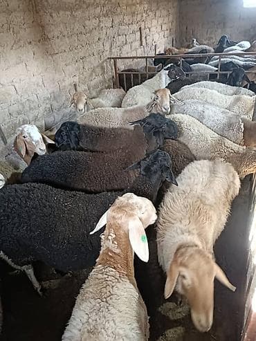 купить козу: Продаю | Баран (самец) — 2