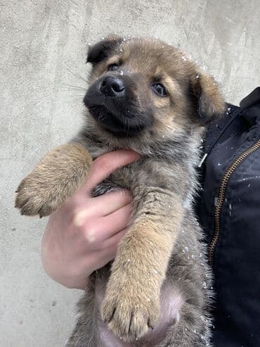 Немецкая овчарка, 1 месяц, Самка