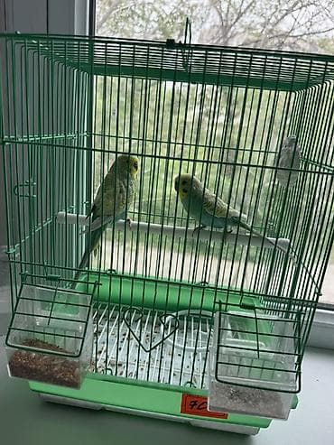 scottish fold: Клетка для волнистых попугаев с комплектом аксессуаров. - Материал — 2