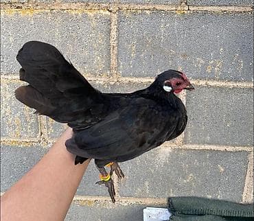 карлики: Продаю | Петух, Куры — 2