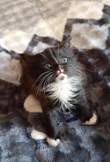 Отдам котят в добрые руки. Едят всё, к лотку приучены