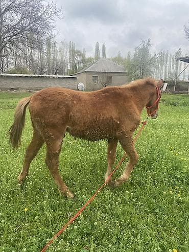 chi su: Продаю | Жеребенок | Для разведения — 2