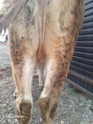 домик для собака: Продаю | Тёлка | Для разведения | Стельные — 4