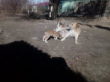 собаку в добрые руки: Отдам щенков девочки и маму в хорошие руки.проглистованы привитые в — 1