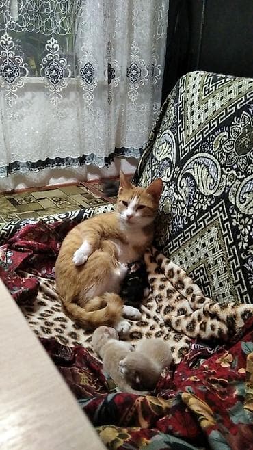 кошка породы мейн кун: Котята и молодые кошки разных окрасов - Несколько малышей из одного — 6