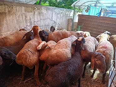 кой машынка: Продаю | Баран (самец), Овца (самка) | На забой — 3