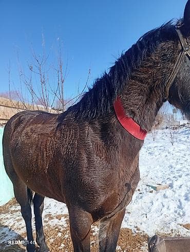 кукуруза беловодское: Продаю | Конь (самец) | Кара Жорго | Конный спорт | Племенные — 3