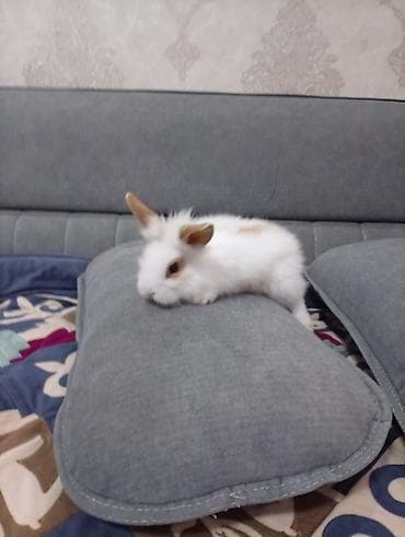 наполнитель для лотка: Мини-крольчонок декоративный - Порода: карликовый (пушистый тип — 5