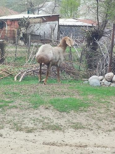 улуу тоо: Сатам | Ургаачы кой (ургаачы) | Көбөйтүү үчүн | Асыл тукумдуу — 4
