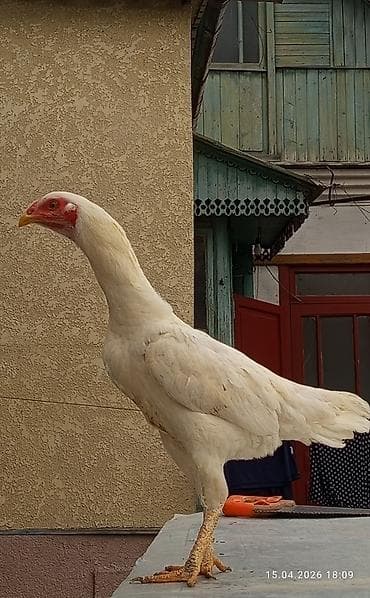 сколько стоит британские кошки: Продаю | Петух | Бойцовая | Для разведения — 2