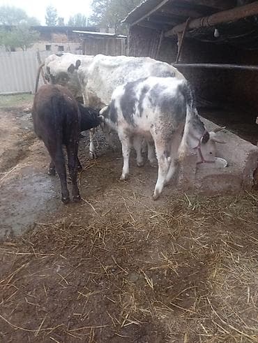 осеменения коров: Продаю | Корова (самка) | Для молока | Привязанные — 1