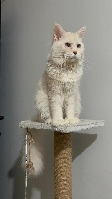 кошка породы мейн кун: Породистый кот мейн-кун, полидакта лапы 6/6,кремово-белый окрас (light — 2