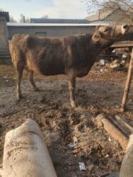 высокоудойные коровы: Продаю | Корова (самка) | Швицкая | Для разведения | Нетель — 10