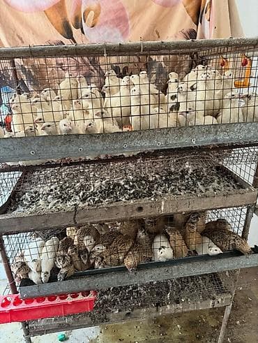 будка для алабая: На продажу клетка для перепелок — 1