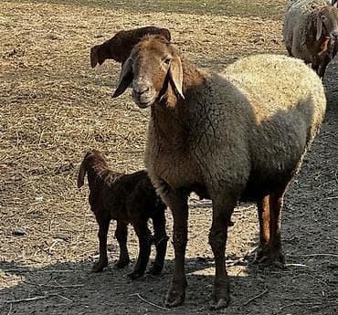 Продаю | Овца (самка), Баран (самец) | Арашан | Для разведения | Матка at lalafo.kg Продаю | Овца (самка), Баран (самец) | Арашан | Для разведения | Матка