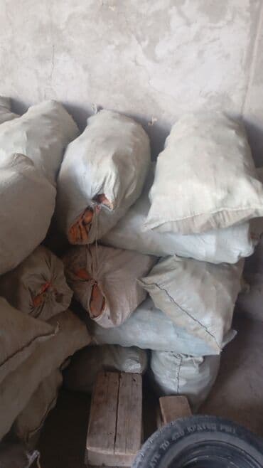 наполнитель для животных: Продаю | Баран (самец) — 2