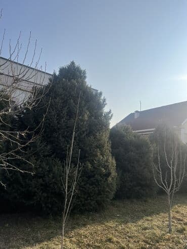 буфет в аренду: Ель голубая (Picea pungens) — крупномерные экземпляры для озеленения — 7