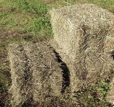 Сено в тюках. Чоп пресс сатылат.
Кочкор Ата. Баасы 200 сом at lalafo.kg Сено в тюках. Чоп пресс сатылат.
Кочкор Ата. Баасы 200 сом