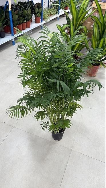 Пальмы: Комнатное растение: Хамедорея Элеганс (Chamaedorea elegans — 3
