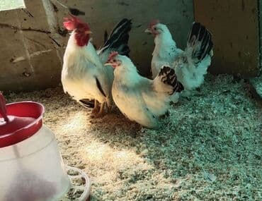 купить ожереловый попугай: Продам Шабо пара — 3