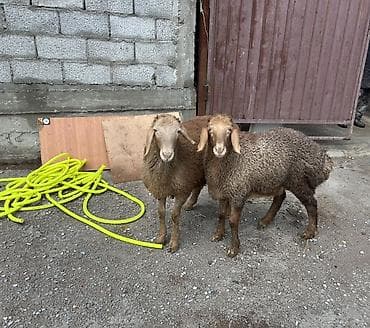 продажа собак в бишкеке: Продаю | Ягненок, Баран (самец) | Арашан | Для разведения — 1
