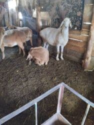 продажа домашних животных: Сатам | Ургаачы кой (ургаачы), Козу, Кочкор (эркек) | Арашан — 2