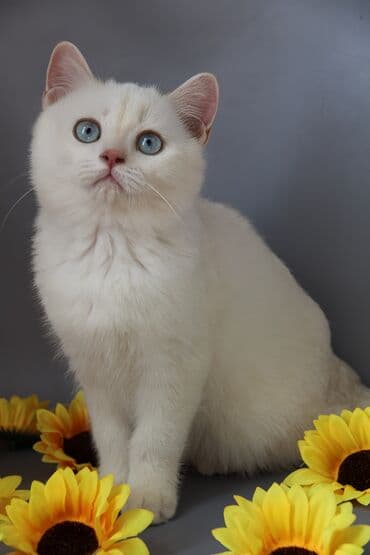 шиншилла британская кошка цена: Британская короткошёрстная, 5 месяцев, Мальчик, С прививками — 1