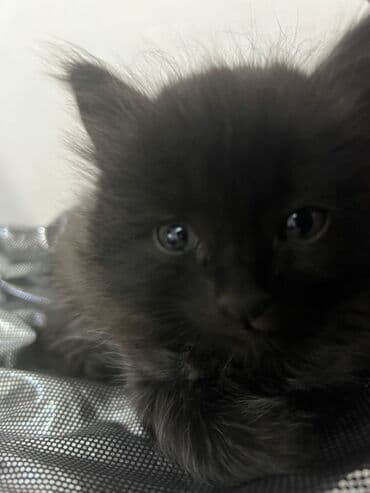 сколько стоят вислоухие кошки: Скотиш Фолд (Шотландская вислоухая), 2 месяца, Мальчик, Черный, Приучена к лотку — 11