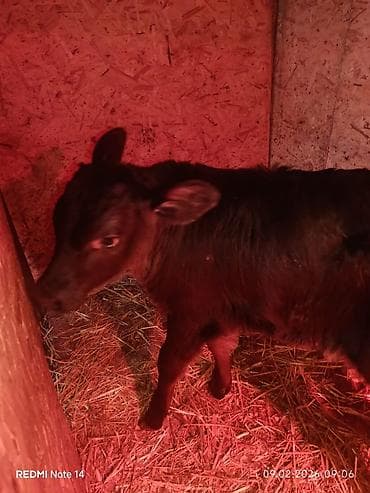 Кошки: Продаю | Тёлка | На откорм — 2