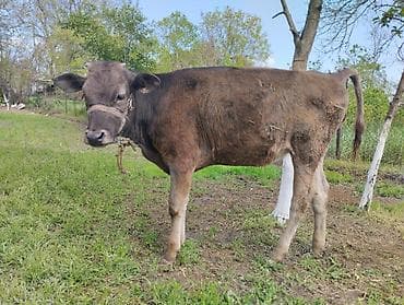 Продаю | Тёлка | Полукровка, Швицкая | На откорм | Привязанные