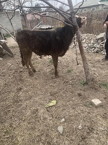 сментал бык: Продаю | Бык (самец) | Полукровка, Швицкая | На откорм | Привязанные — 7