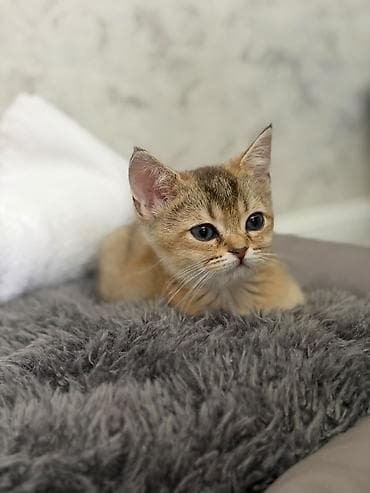 Мышыктар: Плюшевый котёнок, золотая шиншилла (окрас warm golden) — 2