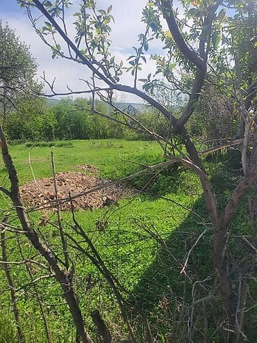 кел кел: 5 соток, Айыл чарба үчүн, Кызыл китеп — 3