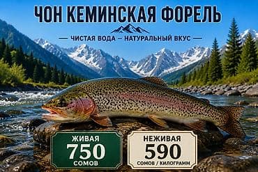 Чон-Кеминская форель — чистая вода, натуральный вкус. Виды и цены: -