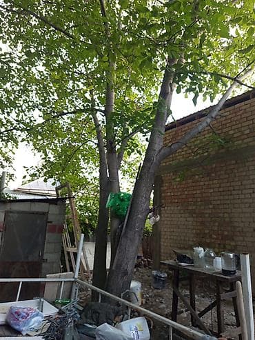 куплю орех: Продам взрослое дерево грецкого ореха для вывозки и распила на месте — 4