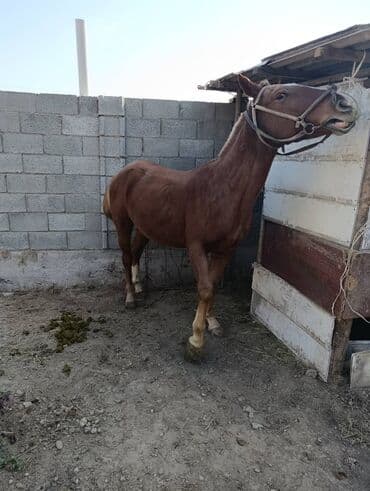 купить собаку шпица недорого: Продаю | Конь (самец) — 1