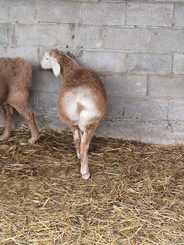 кыргыз корм: Сатам | Козу | Көбөйтүү үчүн — 1