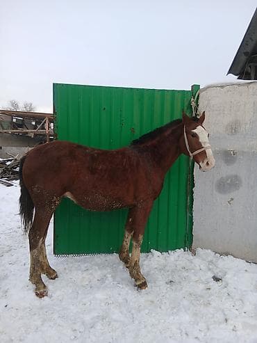 Зоотовары: Продаю | Жеребенок | Полукровка | Для разведения — 2