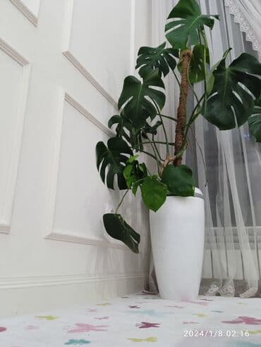 обмен на комнатные растения: Монстера — 1